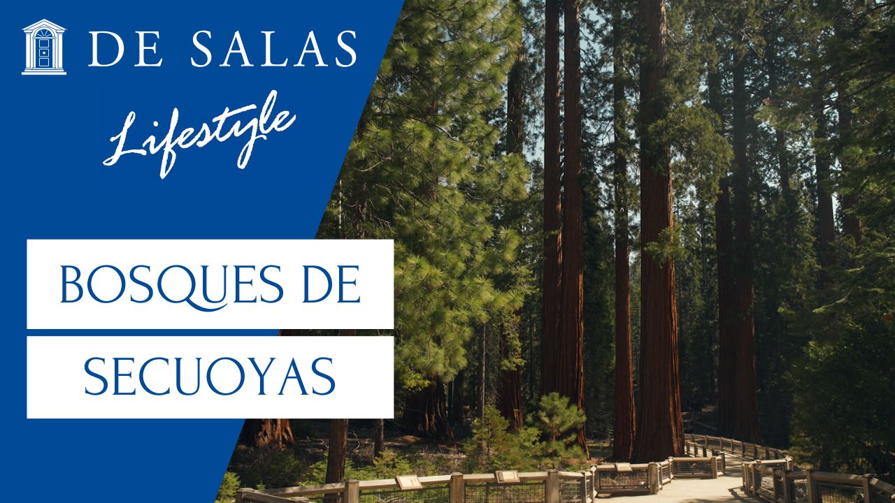 Bosques de Secuoyas: Catedrales vivas de la naturaleza
